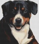 (image for) Greater Swiss Mountain Dog